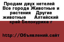 Продам двух нетелей - Все города Животные и растения » Другие животные   . Алтайский край,Белокуриха г.
